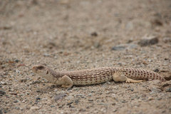 Dipsosaurus dorsalis dorsalis