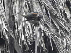 Passer domesticus