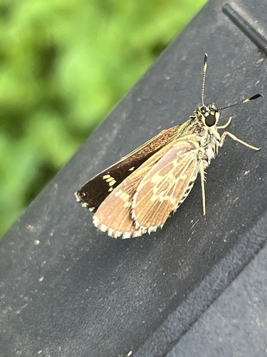 Lace-winged Roadside-Skipper photo 4