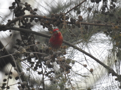 Haemorhous mexicanus