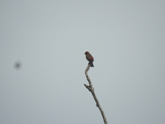 Haemorhous mexicanus