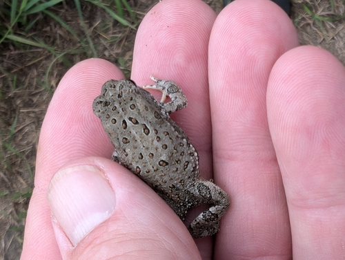 Woodhouse's Toad photographed in South Dakota