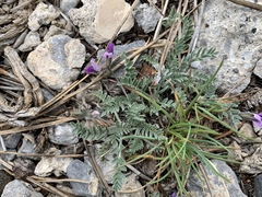 Oxytropis oreophila