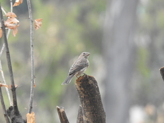 Haemorhous mexicanus