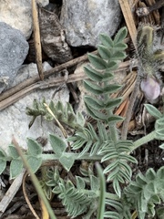 Oxytropis oreophila
