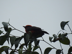 Pyrocephalus rubinus