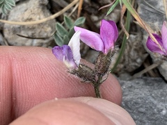 Oxytropis oreophila