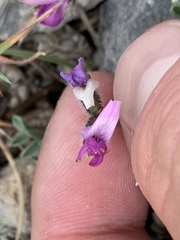 Oxytropis oreophila