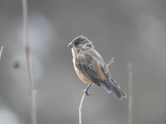 Sporophila torqueola