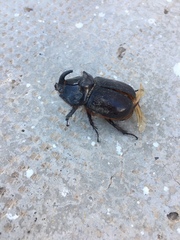 Oryctes nasicornis grypus