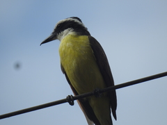 Pitangus sulphuratus