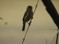 Sporophila torqueola