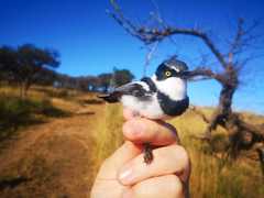 Batis capensis hollidayi