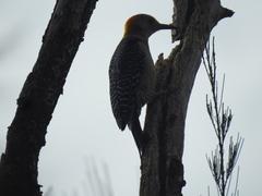 Melanerpes aurifrons