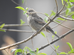 Haemorhous mexicanus