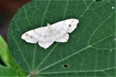 Macaria aequiferaria