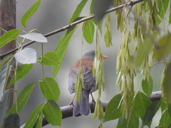 Turdus rufopalliatus