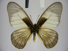 Graphium hachei moebii