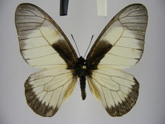 Graphium hachei moebii