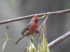 Haemorhous mexicanus