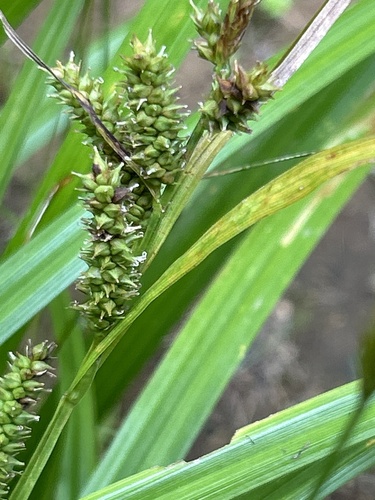 Image of Carex scabrata by no rights reserved