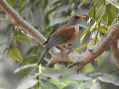 Turdus rufopalliatus