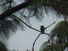 Pitangus sulphuratus