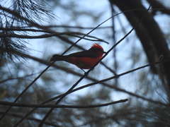 Pyrocephalus rubinus
