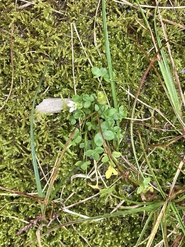 Saxifraga rivularis iNaturalist observation