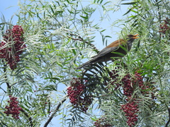 Turdus rufopalliatus