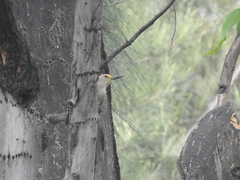 Melanerpes aurifrons