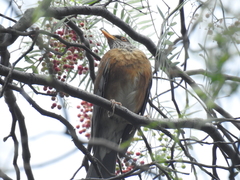 Turdus rufopalliatus