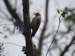 Melanerpes aurifrons