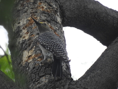 Melanerpes aurifrons