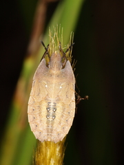 Tetroda histeroides