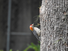 Melanerpes aurifrons
