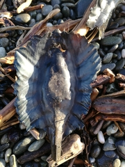 Callorhinchus milii
