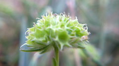 Valerianella coronata