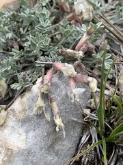 Astragalus calycosus