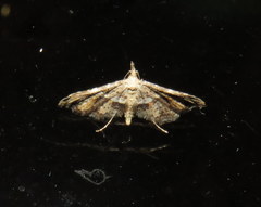 Palaeodes samealis