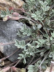 Astragalus calycosus