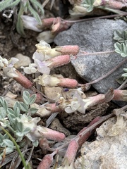 Astragalus calycosus