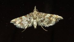 Palaeodes samealis