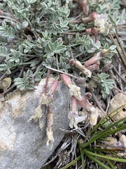 Astragalus calycosus