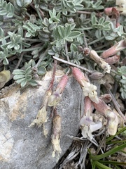 Astragalus calycosus