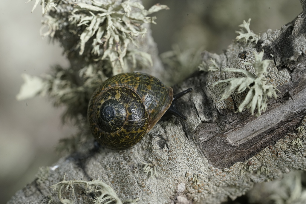 Hemicycla consobrina