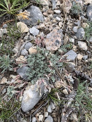Astragalus calycosus