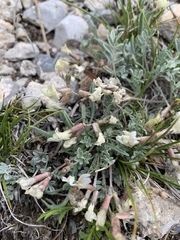 Astragalus calycosus