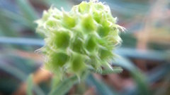 Valerianella coronata