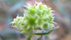 Valerianella coronata